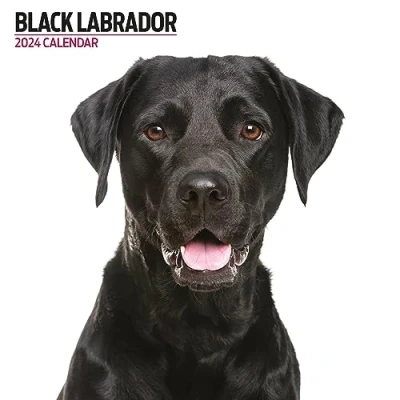 Afbeelding van Labrador Zwart Modern 2024 Kalender