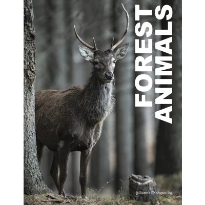 Afbeelding van Forest Animals