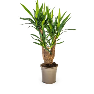 Afbeelding van Plantenboetiek.nl Yucca Elephantipes Ø21cm 65cm hoog Kamerplant Groenblijvend