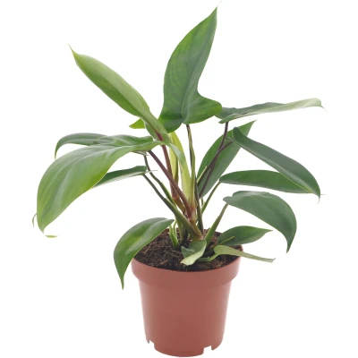 Afbeelding van Philodendron Florida Green 30cm excl. Keramieken pot