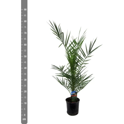 Afbeelding van Combideal 3x Phoenix Canariensis 80cm