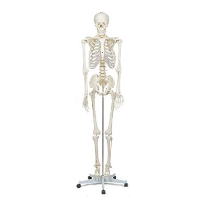 Afbeelding van Elementary Anatomy 3B Scientific Tafelmodel van het oor, 1,5 keer vergroot + gratis anatomiesoftware slimme anatomie E12