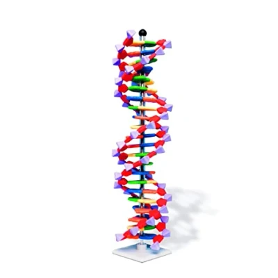 Afbeelding van Molymod DNA Double Helix Model, 22 Segmenten, miniDNA Kit