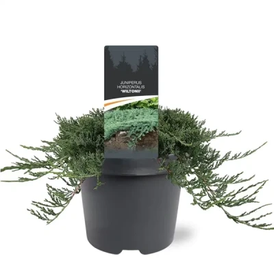 Afbeelding van Juniperus hor. Wiltonii 30 40 cm Conifeer Warentuin Natuurlijk