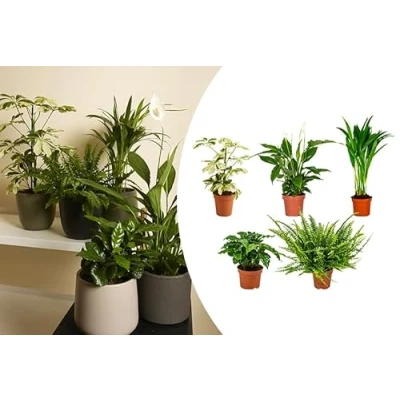 Afbeelding van Luchtzuiverende kamerplantenmix set van 5 ⌀12 cm 25 45