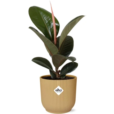 Afbeelding van Plantenboetiek.nl Ficus Elastica ‘Robusta’ in ELHO Vibes Fold geel Ø14cm 35cm hoog Kamerplant Groenblijvend