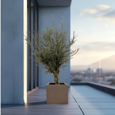 Afbeelding van Olijfboom Olea Europaea Lorc vertakt inclusief Grigio Cube 225cm