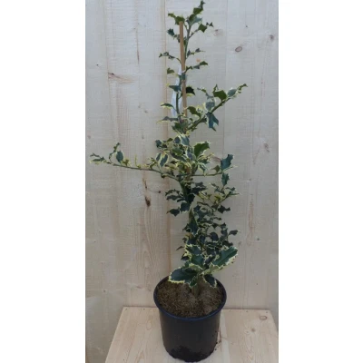 Afbeelding van Hulst witbont 80 cm Warentuin natuurlijk
