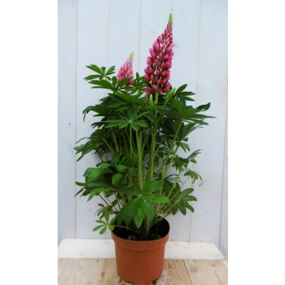 Afbeelding van Lupinus roze 50 cm Warentuin natuurlijk