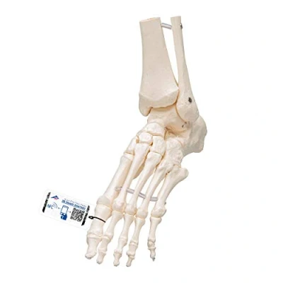 Afbeelding van Voet enkel model