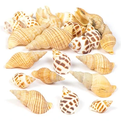 Afbeelding van Baker Ross Mollusc Shells Set voor kinderen en volwassenen om Sealife Arts ambachten displays te verfraaien Natuurlijke Crafting Supplies (Pack of 200G)
