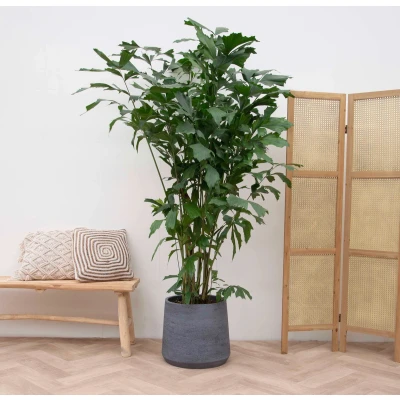 Afbeelding van Caryota Mitis 210cm