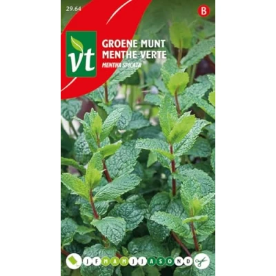 Afbeelding van Groene munt Mentha spicata Frisse muntsmaak.