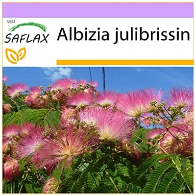 Afbeelding van SAFLAX Slapende Boom 50 Zaden Albizia julibrissin