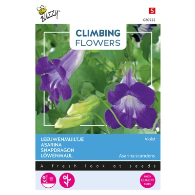 Afbeelding van Climbing Flowers, Asarina Leeuwenmuiltje Violet