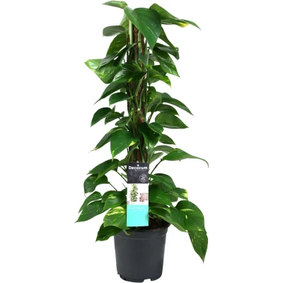 Afbeelding van Plantenboetiek.nl Scindapsus (Epipremnum) Ø19cm 80cm hoog Kamerplant Groenblijvend