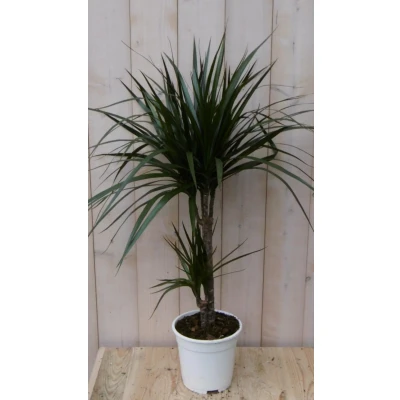 Afbeelding van Kamerplant Drakenbloedboom Dracaena Marginata smal blad Groen 60 cm Warentuin Natuurlijk