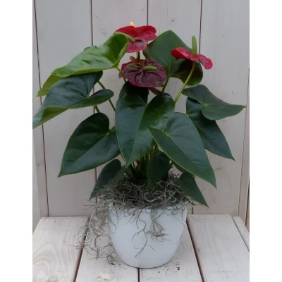 Afbeelding van Flamingoplant Anthurium rood in witte pot 40 cm Warentuin Natuurlijk