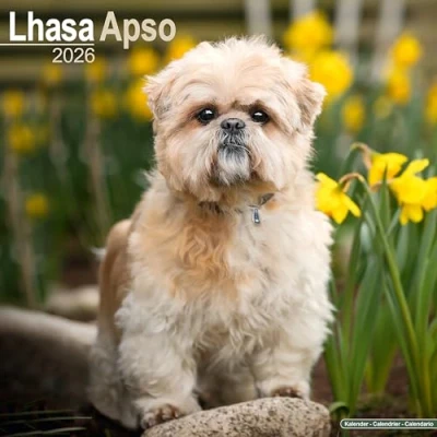 Afbeelding van Lhasa Apso Calendar 2026 Square Dog Breed Wall 16 Month