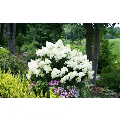 Afbeelding van Hydrangea paniculata &#039;Bobo&#039; Pluimhortensia Pot 19cm Hoogte 25 40cm