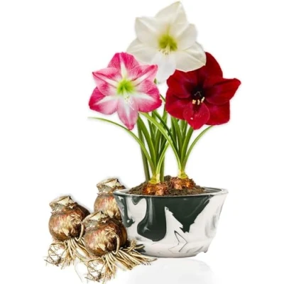Afbeelding van Dutch Bulbs Amaryllis &#039;Budget Mix&#039; Bloembollen 3 stuks Meerkleurig