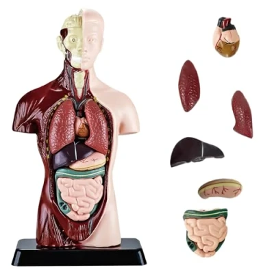 Afbeelding van Nizirioo menselijk torso lichaam anatomie model, 8 stuks afneembaar (24,5 cm) anatomisch voor medische studenten, artsen en leraren, kleuterschool opleiding
