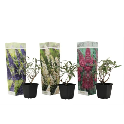 Afbeelding van Vlinderstruiken Mix van 3 Buddleja Tuinplanten Pot 9cm Hoogte 25 40cm