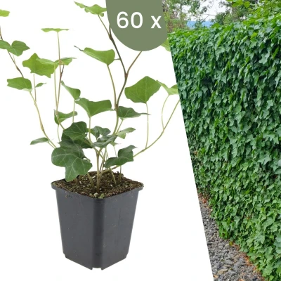 Afbeelding van Plants by Frank 60 Atlantische Klimopplanten Hedera Hibernica Winterharde bodembedekker planten tuinplanten vaste meerjarig