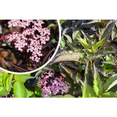 Afbeelding van Zwarte Vlier Sambucus nigra &#039;Black Beauty&#039;