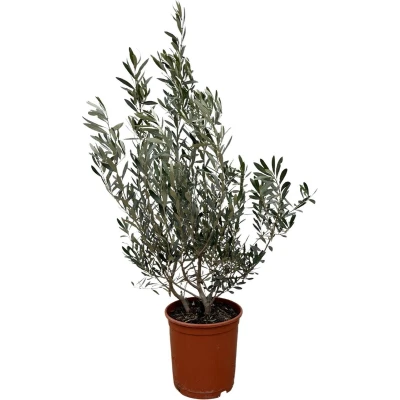 Afbeelding van Olea Europaea (Olijf) struik 140 cm