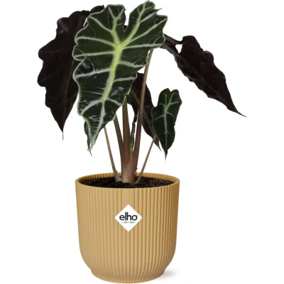 Afbeelding van Plantenboetiek.nl Alocasia ‘Polly’ in ELHO Vibes Fold geel Ø14cm 45cm hoog Kamerplant Groenblijvend