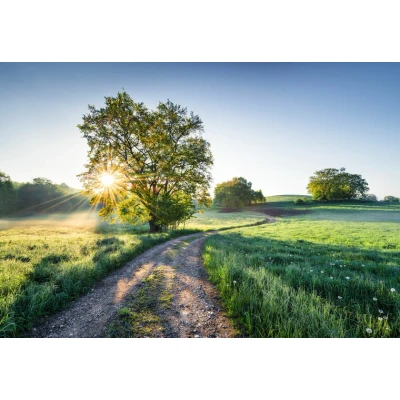 Afbeelding van Komar Fotobehang Meadow Trail 368x254 cm (breedte x hoogte), inclusief pasta (1 stuk)