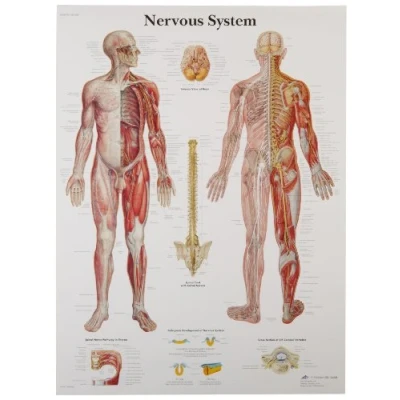 Afbeelding van 3B Scientific VR1620UU Menselijke Anatomie Zenuwstelsel Grafiek, Papier Versie, niet gelamineerd