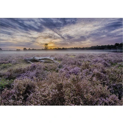 Afbeelding van Art for the Home Lavendelveld Buitencanvas 50x70 cm
