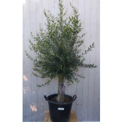 Afbeelding van Olijfboom Olea 180 cm Dikke Stam Warentuin Natuurlijk