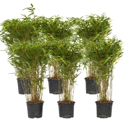 Afbeelding van Fargesia Gansu Set van 6 Niet woekerende Bamboe Pot 17cm Hoogte 50 70cm