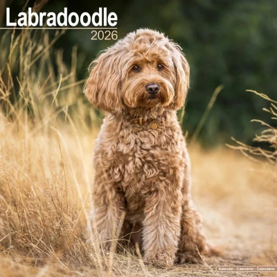 Afbeelding van Labradoodle Kalender 2026