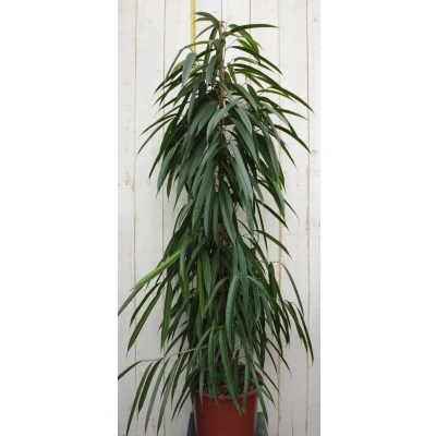 Afbeelding van Kamerplant Ficus Smal blad 160 cm Warentuin natuurlijk