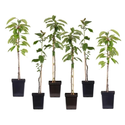 Afbeelding van Malus Mix van 6 Appelboom Pilaar Pot 9cm Hoogte 60 70cm