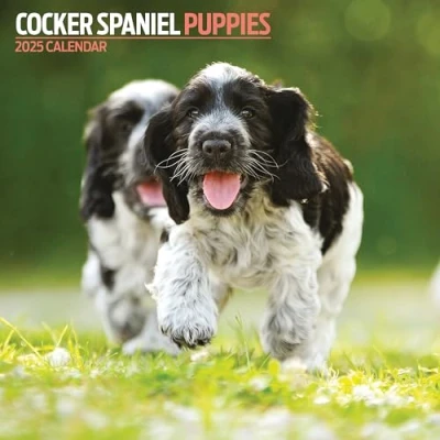 Afbeelding van Cocker Spaniel Puppies 2025 Kalender