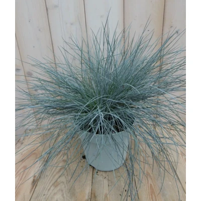 Afbeelding van Blauw Schapegras Warentuin natuurlijk