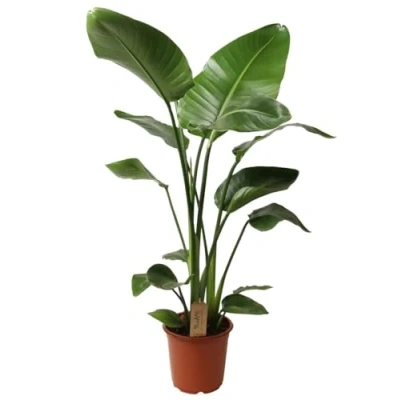 Afbeelding van Plant in a Box Strelitzia Nicolai Pokon Paradijsvogelbloem Paradijsvogelplant Groene kamerplant Pot 21cm Hoogte 90 110cm