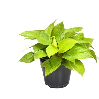 Afbeelding van Plantenboetiek.nl Homalomena Lemon Lime Kamerplant Hoogte 30cm Potmaat 15cm