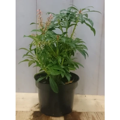 Afbeelding van 2 stuks! Pieris 30 cm Warentuin natuurlijk