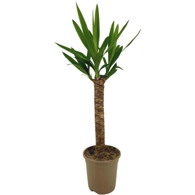 Afbeelding van Plantenboetiek.nl Yucca Elephantipes Ø17cm 60 80cm hoog Kamerplant Groenblijvend