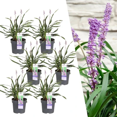 Afbeelding van Plants by Frank 6 Liriope muscari &#039;Ingwersen&#039; XL Siergrassen winterhard 6x Ø 14 cm vaste planten Winterharde siergras