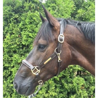 Afbeelding van HB Showtime Halster Horse Name Leer Bruin Cob