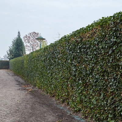 Afbeelding van Hedera Hibernica Klimop Kant en Klaar Haag 120cm ↨150 cm