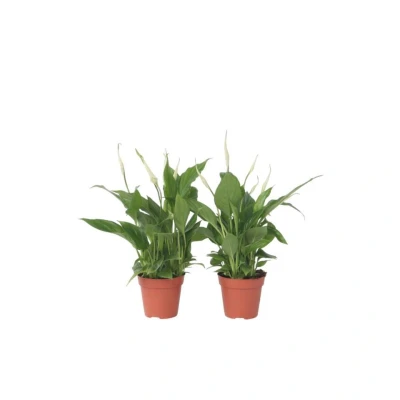 Afbeelding van Spathiphyllum &#039;Lepelplant&#039; Set van 2 Pot 12cm Hoogte 30 40cm