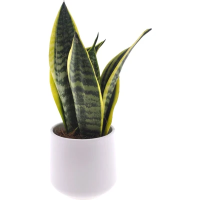 Afbeelding van Intenz Sansevieria 35cm keramieken pot 12cm Jungle